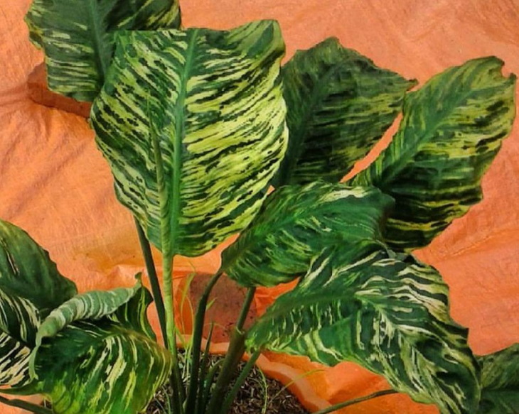 مقابله با شته ها در گیاه فیل گوش